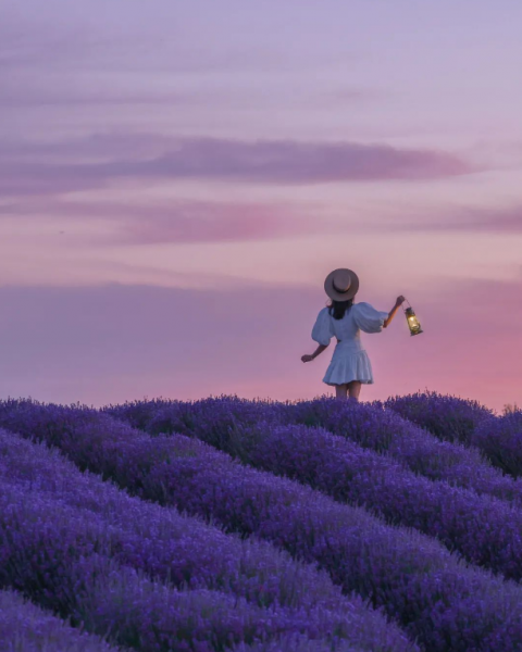 六月限定薰衣草花海，送你的独家浪漫攻略