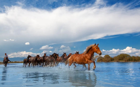 7月16日，昭苏天马节等你来