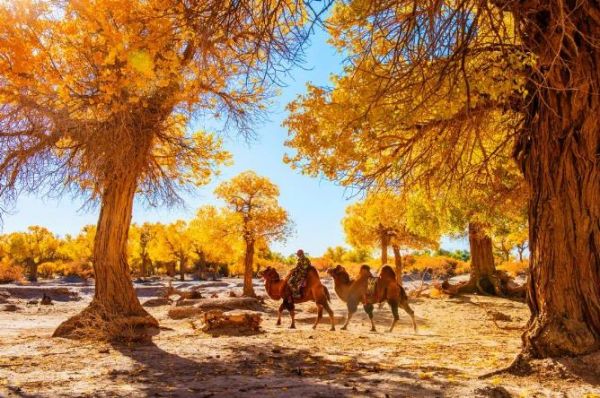 十月！新疆 南疆！南疆！约起 约起 