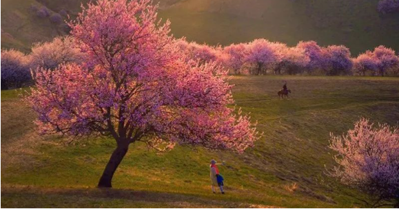从3月开始，新疆将会成为国内游最靓的仔！